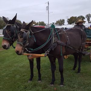 Meet your Posher, Ben